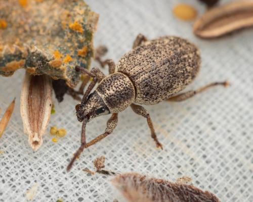 Réf. 318 583 : Pseudomeira sp.